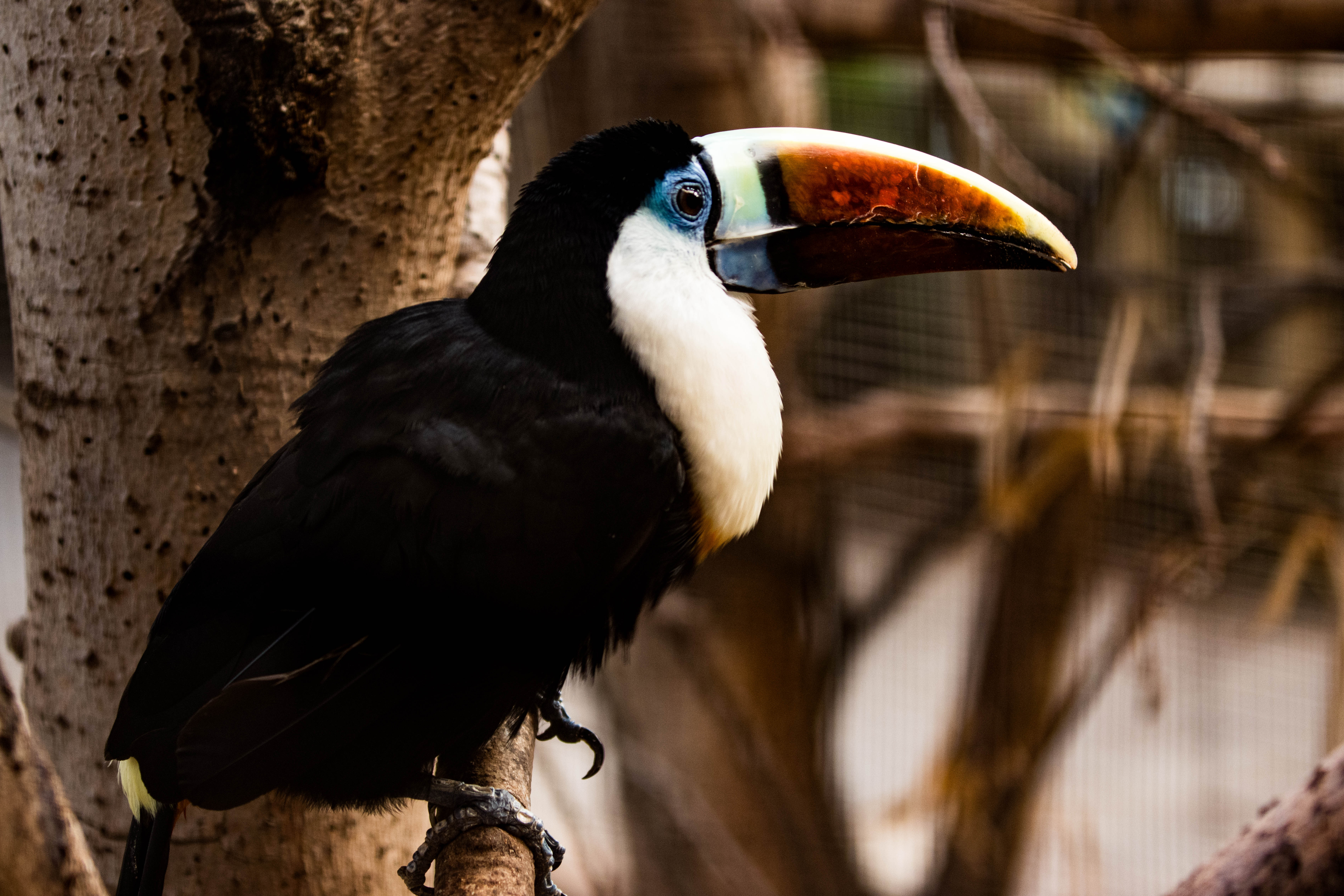 Toucan à bec rouge-_MG_9302.jpg